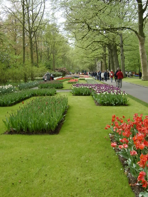 Keukenhoff park  Amsterdam Netherland